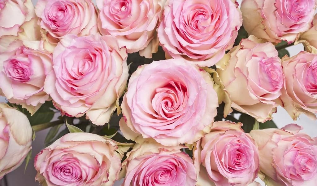 Růžové růže Brno — pudrová kytice Pudrové růže Blush